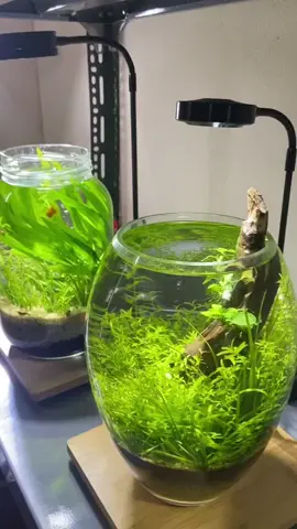 Đèn Led Kệ gỗ BamBoo - Đèn đế gỗ Đèn Led 3W cao 35cm, đế gỗ của đèn 3W kích thước 18.5x17cm - Bộ đèn Led 5W cao 45cm, đế của đèn 5W (22x23.5)cm - Bộ đèn Led 7W cao 45cm, để gỗ cua đèn 7W (27x28.5)cm - Bộ đèn Led 9W cao 52cm, đế gỗ của đèn 9W (33x34) cm Bộ đèn bao gồm đèn led và đế gỗ đi kèm, Ánh sáng full trắng. - Bóng đèn Led Luxeon tuổi thọ 500000H, thích hợp với các loại cây bán cạn, terarium, thuỷ sinh... - Kệ gỗ chất liệu từ tre thân thiện với môi trường, đường vân gỗ màu sắc tự nhiên, bắt mắt.  #VoiceEffects #denleddego #denledbeca #denhoca #denhocamini #debeca #denthuysinh #denthuysinhrgb #thuysinh #thuysinhmini #hoca #beca #trending 