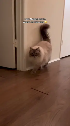 Ma-AH doesn’t work but calling his name sure does #catsoftiktok #siberiancat #fyp #viral #foryou #cat #meow 