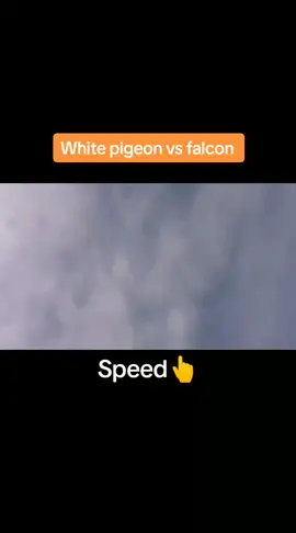 #new_trending #virale #viraltiktok #foryoupage #plz #kabootar #kabootarbaazi #unfrezzmyaccount #tiktok #plz tiktok unfreeze my account tik tok 