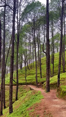 If this is your vibe, let’s be friends ❤️ #hike #bhaktapur #forest #peaceful #naturevibes #sallaghari #fypシ #foryou #natureisbeautiful #krishnaflute #shreekrishna 
