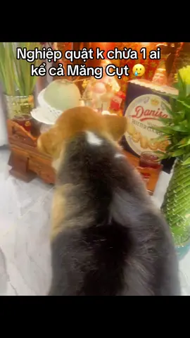 Cái dòng ún nước ông địa là nghiệp quật liền...nói có sai đâu. chỉ là sớm hay muộn thôi 😅  #chuchodangyeu #noibuoncuacho #corgilongkhanh  #mangcut 