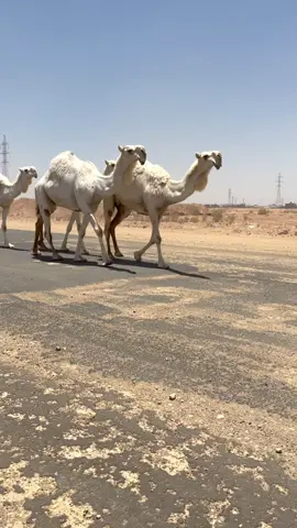 من رمانات الجزيرة منقية ✨محمود بن سليمان البلوي✨ #مهرجان_الملك_عبدالعزيز_لمزاين_الابل #الابل #اكسبلور #الرياض #fyp #explore #بلي 