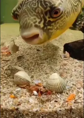 #crunch#fish#teeth#wow 😀