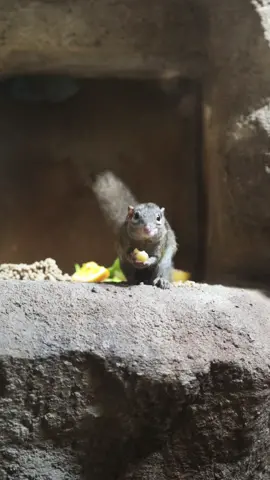 Percy’s an apple afficianado! 🍎 #treeshrew #animals #cuteanimals #fyp #foryou