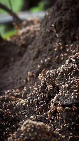 #wildlife followers  Arrival of Monsoon and Behavior of Flying Termites: Flying termites usually fly in spring evenings and also in the mornings, especially when it is humid. These termites fly to find new places to establish a colony. When they find a new place and mate, they spread their wings. Witnesses to see another side of this behavior, that flying termites are a great breakfast for birds. #wildlife 
