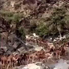 #البل# #عطاياالله #اكسبلور 