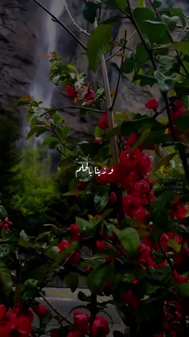 #اللهم_اغننا_بلعلم_وزينا_بالحلم  🌿🤍 #مبروك_زيد_الخير  #مقاطع #دينيه #حلات_واتس #دعاء  #مناظر_طبيعيه  🕊️✨🌿 . . . . . .