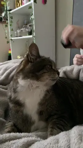 History repeats itself (jokes) #kitty #cat #cattok #catsoftiktok #kitten #kittens #jokes #comedy #comedy #viral #pet #baby #PetsOfTikTok #pets #cats #fyp #foryou #fypシ #Love 