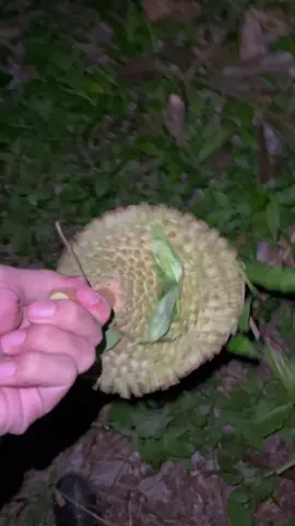 Mencari Durian Jatuh di Kebun #durianlover #durianjambi #duriankumpeh #durenjambi #kumpehjambi #kumpehulu 