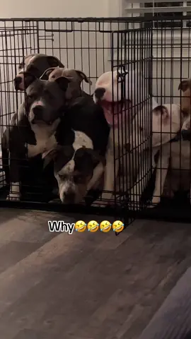 Lmao i cant make this ish up 🤣🤣 #foryou #fyp #Roddysrescue #royalpupfamily👑 #viral #ogizzle #oglemmehollaatchu #dmvtiktok #viraltiktok #bullymenomore #treanding #roro👑 #princeypooh👑 #missduchess👑 #dukiemans👑 #badassprincess👑 #siramari👑#ogsweetsandtreats #welit #202 #703 #305 #americanbullies #viraldogsoftiktok #ogsweetsandtreats  #roddyrodd89 #queenqueen👑 #royaltyvibes #dmvtiktok #welit #ogahhh #missmia👑 #miaboo👑 