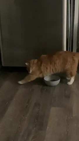 OCD cat has to sweep the floor #cat #funny #fyp 