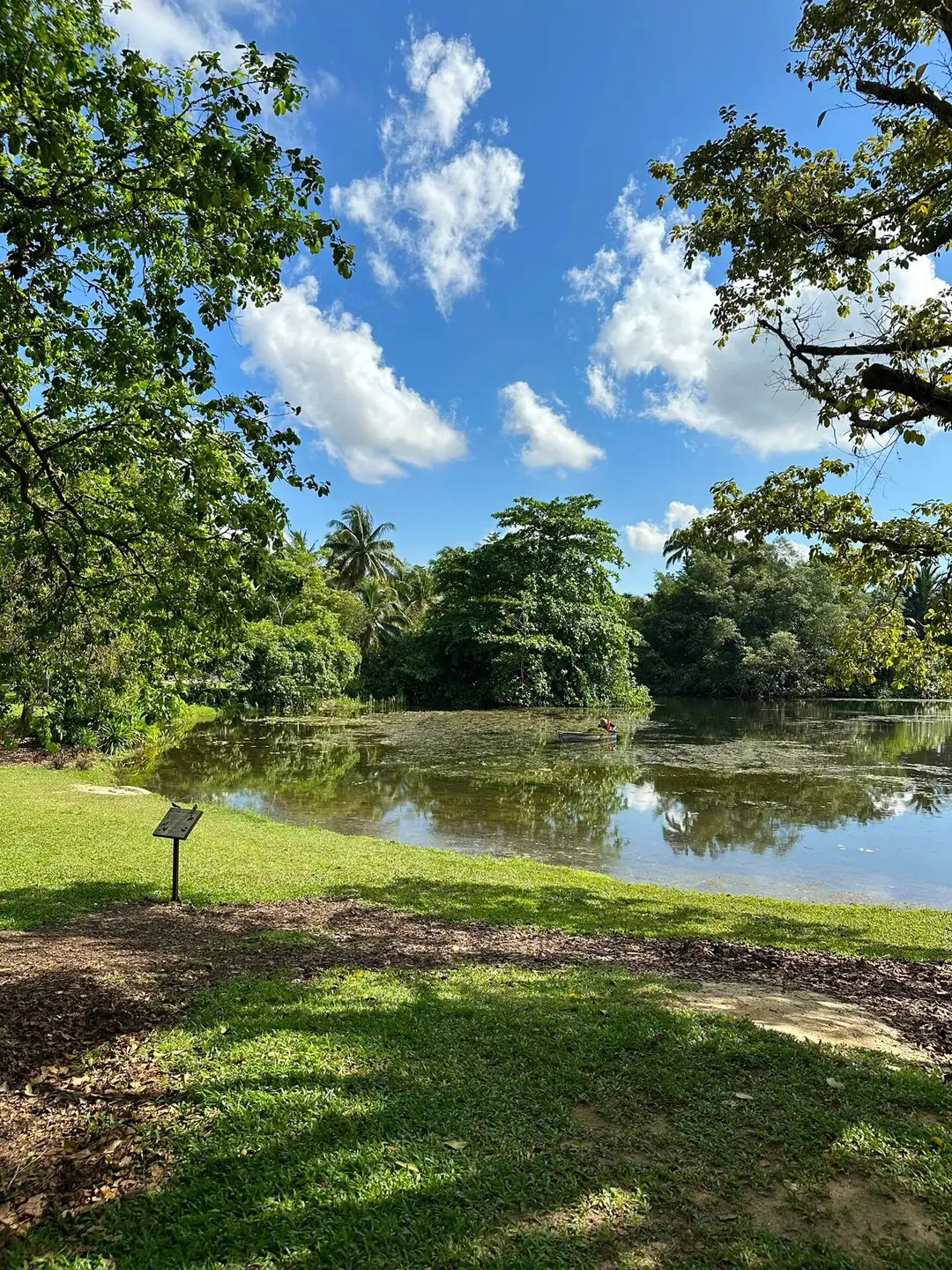去新加坡一定要来这里👉🏻BotanicGardens|||原相机直出的美景，里面的花花草草都被精心养护得很好，也没太多人逛起来很舒服，还能偶遇各种野生小动物，真的太喜欢了💚#新加坡生活 