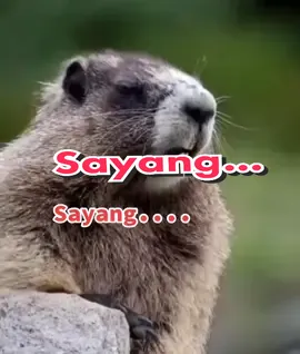 gemesin banget tupai ni 😁#VoiceEffects #tupaipanggilnama🤭 #tupaiviral 
