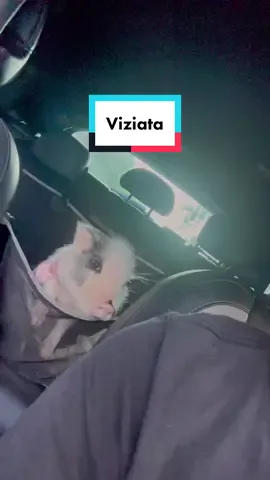 🧔🏻 “Fai un grugnito semplice” 🐷 “sgrunf!”  #friendsnotfood #Maky #maialino #pig #CharleyeAnna 