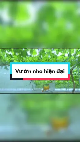 Tham quan vườn nho Hàn Quốc #nongnghiephiendai #nongnghiep4cham 