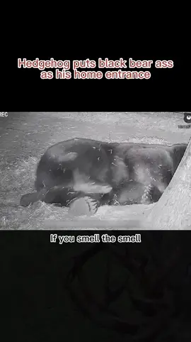 #fypシ #fyp #foryou #bear #aminals #animalsoftiktok #rescue #for #animals 