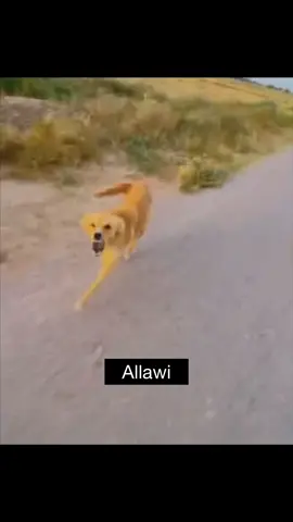 Allawi what’s wrong Allawi / علاوي شبيك علاوي #iraqitiktok #iraqibantz 