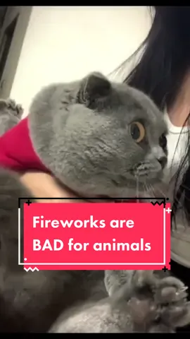Why fireworks are bad for pets #fireworks #pets #dogsoftiktok #4thofjuly 