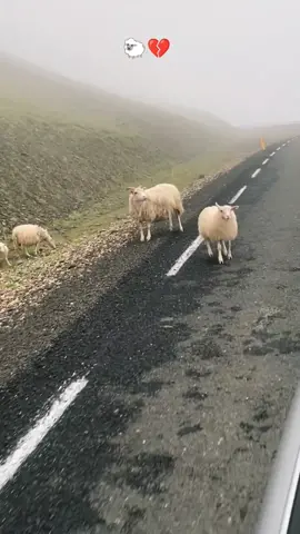 Sheep are an integral part of Iceland's natural and cultural heritage. Icelandic sheep, known as 