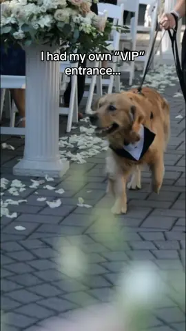 I just couldn’t help myself. #fyp #foryoupage #dogsoftiktok 