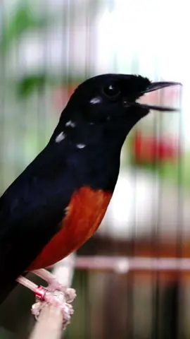 alaram pagi - burung murai batu