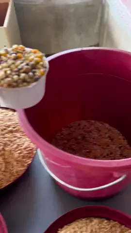 Eto po yung formula namin sa grains #Youngbloodgamefarm pre-conditioning and conditioning #gamefowl #backyardbreeder #fypシ #gamefarm #foryoupage #qualityoverquantity #backyardchickens #buliknagbabalik #trend #sabongerotiktok🐓🐓🐓😘 #sabungerotiktok #royalconcentrate 