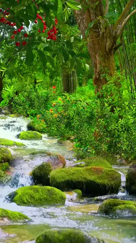 #naturebeauty #naturescenery #nicescenery #naturelover #relaxing #stunninglook #stunningview #stunning #videobackground #livewallpaper #tiktokviralme #trending #tiktokpage #foryou #foryoupage 