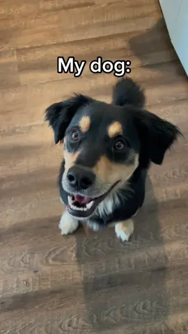 My biggest cheerleader #dogsoftiktok 