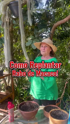 Replantando Rabo de Macaco! 🙉🌹 #jardinagem #cactos #dicas #plantastiktok #plantas 