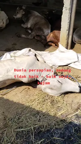 hehfufifjridijfifirir