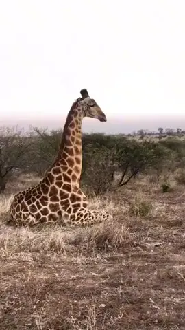 Giraffe stands up after sleep position #wildlife #giraffe #africa 🦒 