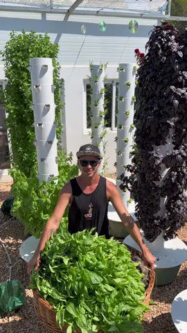 From seed to harvest, this is how we grow basil using vertical farming with aeroponic towers. #towergarden #verticalfarming #gardening #potager #soilless #farming #horticulture #seeds #seedlings