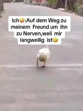 #auf #dem #weg #zu #meinem #freund #um #ihn #zu #nerven#weil #mir #langweillig #ist