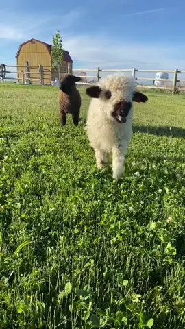 Meet Bubbles(Valais lamb) and Buddy (baby doll lamb) They’re the sweetest boys!!! 😍😍 #valais #sheep #lamb #babydoll #babydollsheep #valaisblacknosesheep #bubbles #animals #farmlife #babyanimals #playful 