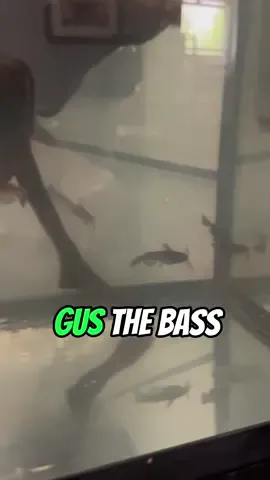 We are gonna destroy Gus the Bass!! #gusthebass #beast #redtailcatfish #beastthecatfish #viral #fyp #abcxyz #monsterfish #fishing 