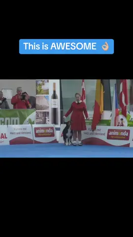 #jessy  #elkeboxoen #dancingdog #wow #cleverdog #talented #performance #dogperformance #clever ##worldchampionships##traineddog##dancingdog##dancer 