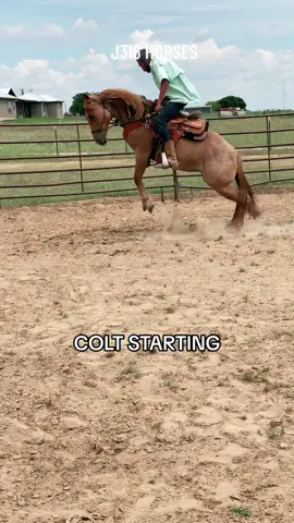 Breaking colts.  Nelly had her first ride, she is going to be a really nice horse #j316horses #coltstarting #horsetraining #jesus #jesuslovesyou #jesuschrist 