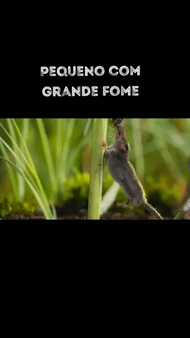 Musaranho pigmeu. #naturezaselvagem #vidaanimal #documentary #animaisdotiktok #documentarios #mundoanimal #animaisselvagens #musaranhopigmeu 