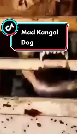 Mad KANGAL dog #kangal #kangal_tr #dog #karabash🏆🏆 #fy 