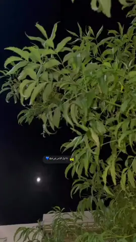 ✨أنا أول الناس في قلبك وأنا التالي✨
