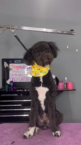every puppy goes through this! #dogs #doggrooming #dogsbylogan