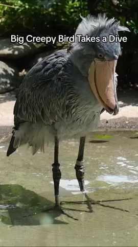 big splash 💦 #nature #animals #birds 