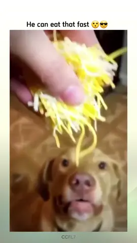 whoe can eat faster than this dog?😂😂😂😂 #funny #zoomarket #zoo #animals #mypet #funnyvideos #funnyvideo #funnypets #funnyanimals #funnydog #funnydogs #mydog #myfunnydog 