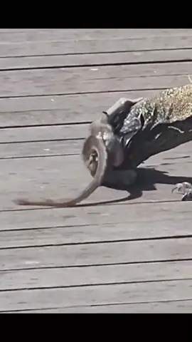 Poor Monkey #wildanimals #animals #fyp #animalsoftiktok #monkey #komododragon 