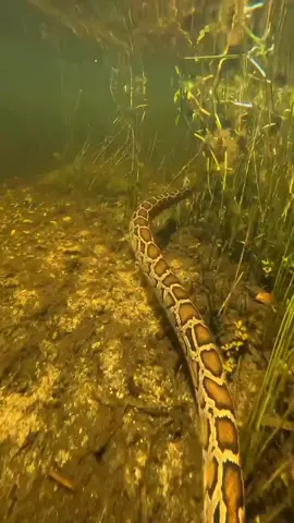 The invasive python infestation of the Florida Everglades is one of the worst ecological disasters Florida will ever know.  🎞 @flaglernaturecenter on IG #Florida #Everglades #python #floridaeverglades #evergladesnationalpark #snakes #ecosystem #floridaonatankful #lovefl #visitflorida #fyp #reels #southflorida #soflo #floridaoutdoors #floridaliving #snakes #floridablogger #Outdoors #floridaswamp #swamp