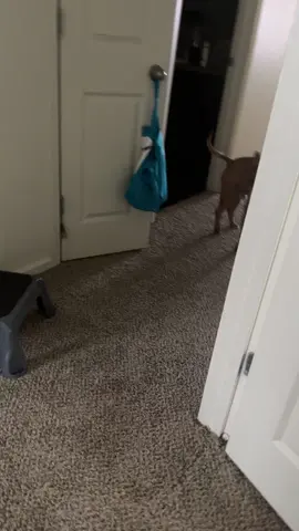 mad bc i went to work idc idc idc 😩🥹 i hate when he mad but i missed you too buddy 😒🥴🐶💙 #pitbull #dogmomlife #spoiled 