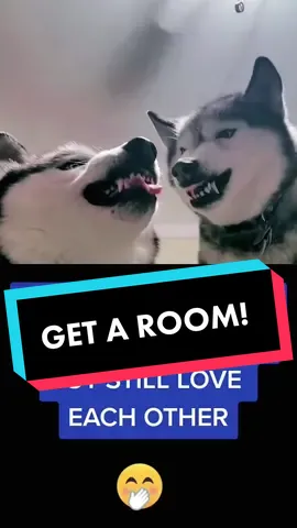 These Huskies Need to Get a Room… #husky #huskylife #huskypuppy #dog #dogs #puppy #doglover #fyp 