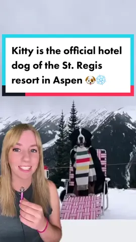 Kitty the Bernese Mountain Dog is the official hotel dog at the St. Regis resort in Aspen, Colorado.  Kitty is a greeter, room service delivery dog, event host, and more! 📸 @Kitty Jacob Astor II  #dogsoftiktok #dog #bernesemountaindog #aspen #colorado #goodnews #positivecontent 