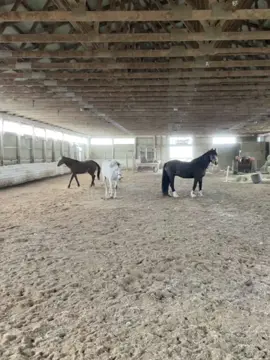 Having some fun!#rescuehorses #sos #savethesanctuary #equine #fyp #rescue 