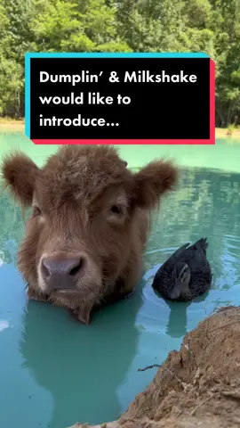 Dumplin’ & Milkshake would like to introduce their new besite 🐮🦆🐮 #fypシ #farmlife #bestfriend #minicow #fluffycow #2peasinapod #ducksoftiktok #furandfeathersfarm 
